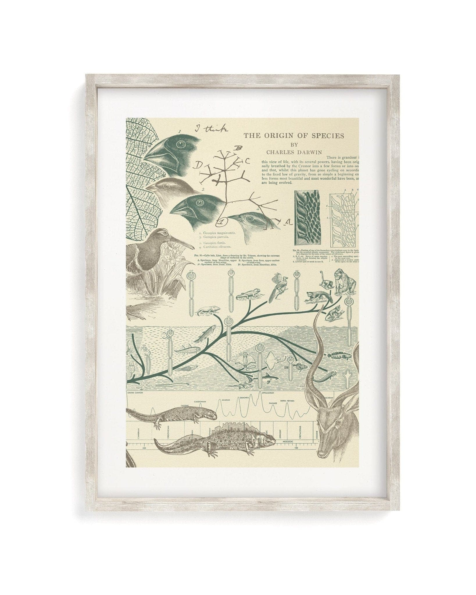 Evolution Museum Print Cognitive Surplus