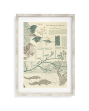 Evolution Museum Print Cognitive Surplus