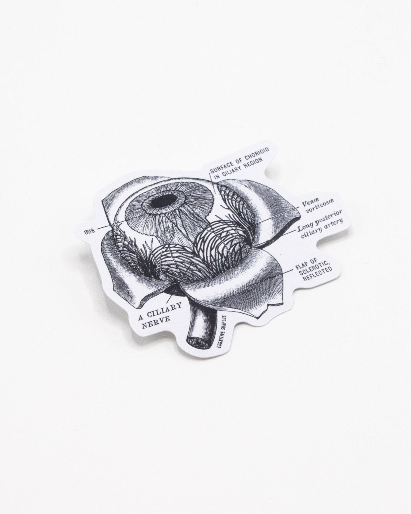 Eye Anatomy Sticker Cognitive Surplus