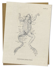 Frog Dissection Card Cognitive Surplus