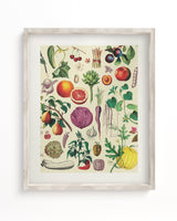 Fruit & Vegetables Scientific Illustration Museum Print