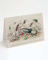 Beetle Greeting Card