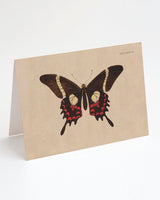 Butterfly Specimen B Greeting Card
