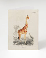 Giraffe Greeting Card