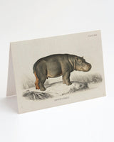 Hippopotamus Greeting Card