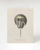 Horseshoe Crab Greeting Card