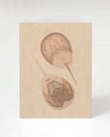 Horseshoe Crab Greeting Card