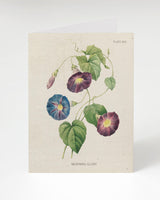 Morning Glory Flower Greeting Card