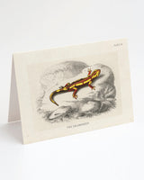 Fire Salamander Card