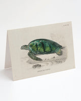 Green Sea Turtle Greeting Card