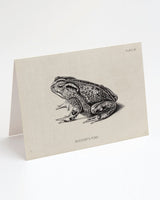 Toad Greeting Card