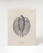A Cognitive Surplus Trilobite Fossil Card.