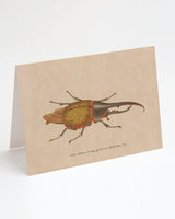Hercules Beetle Greeting Card