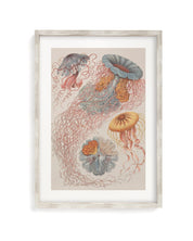 Haeckel Jellyfish Museum Print Cognitive Surplus