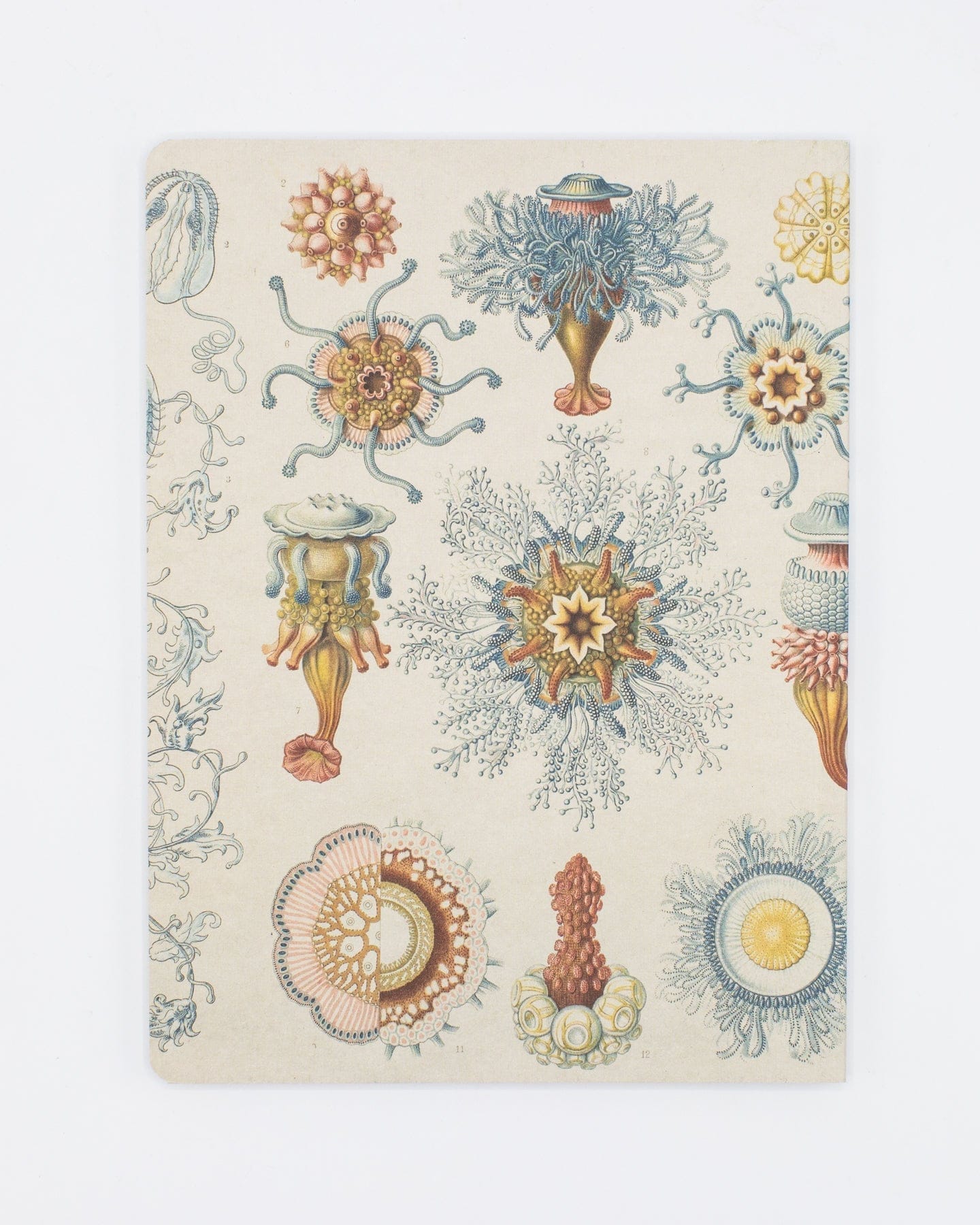 Haeckel Jellyfish Softcover - Dot Grid Cognitive Surplus