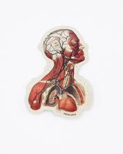 Head Anatomy Sticker Cognitive Surplus