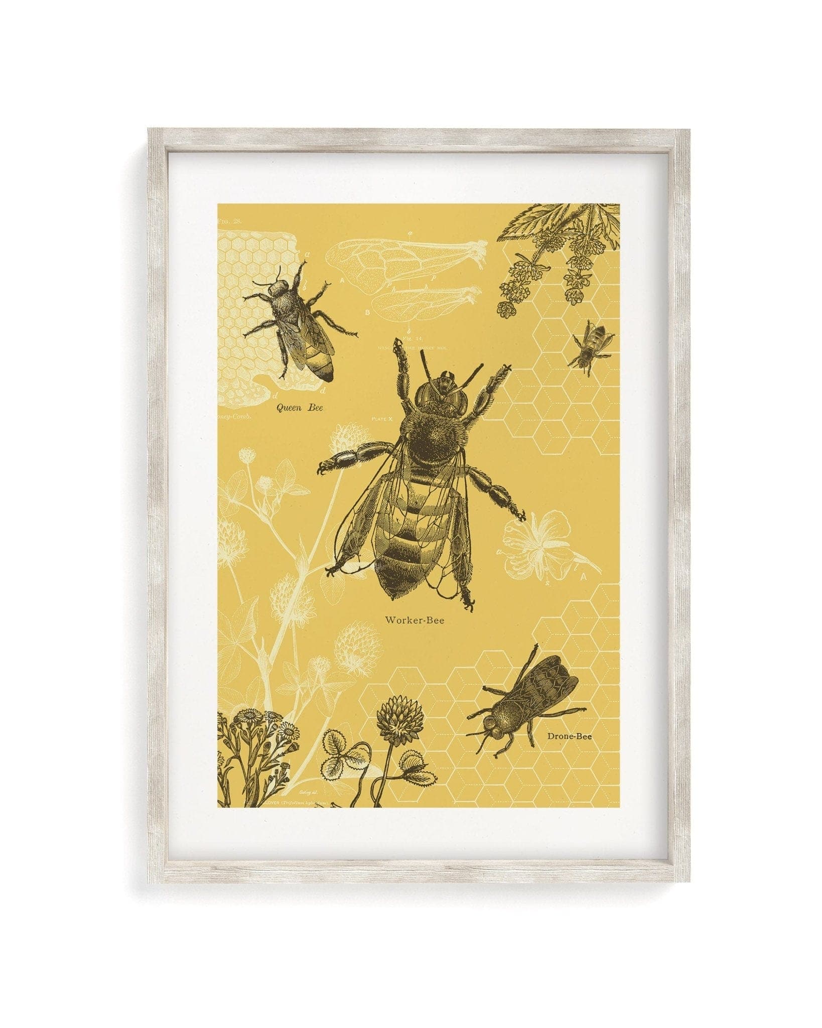 Honey Bee Museum Print Cognitive Surplus
