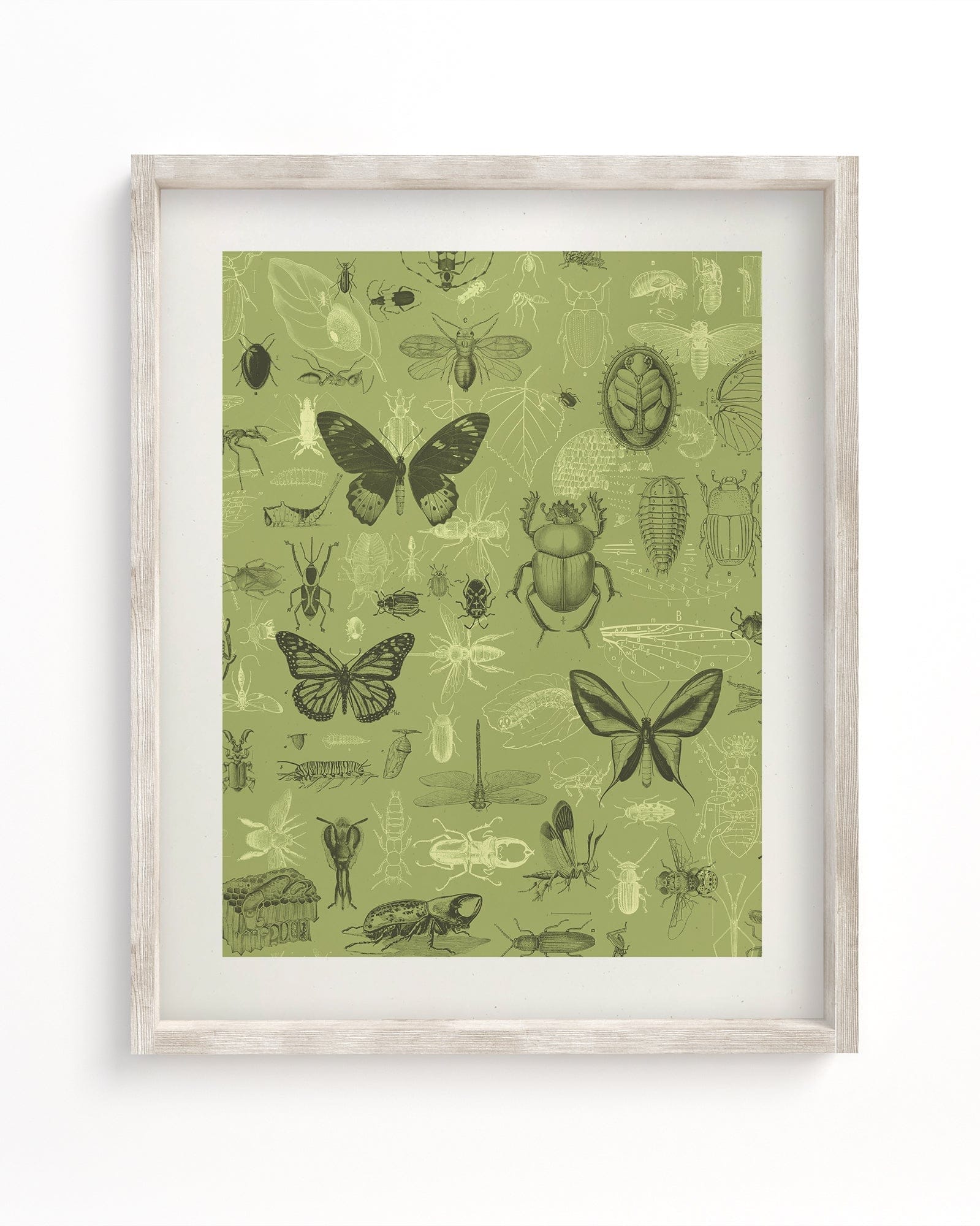Insect Museum Print Cognitive Surplus