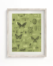 Insect Museum Print Cognitive Surplus