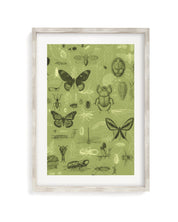 Insect Museum Print Cognitive Surplus