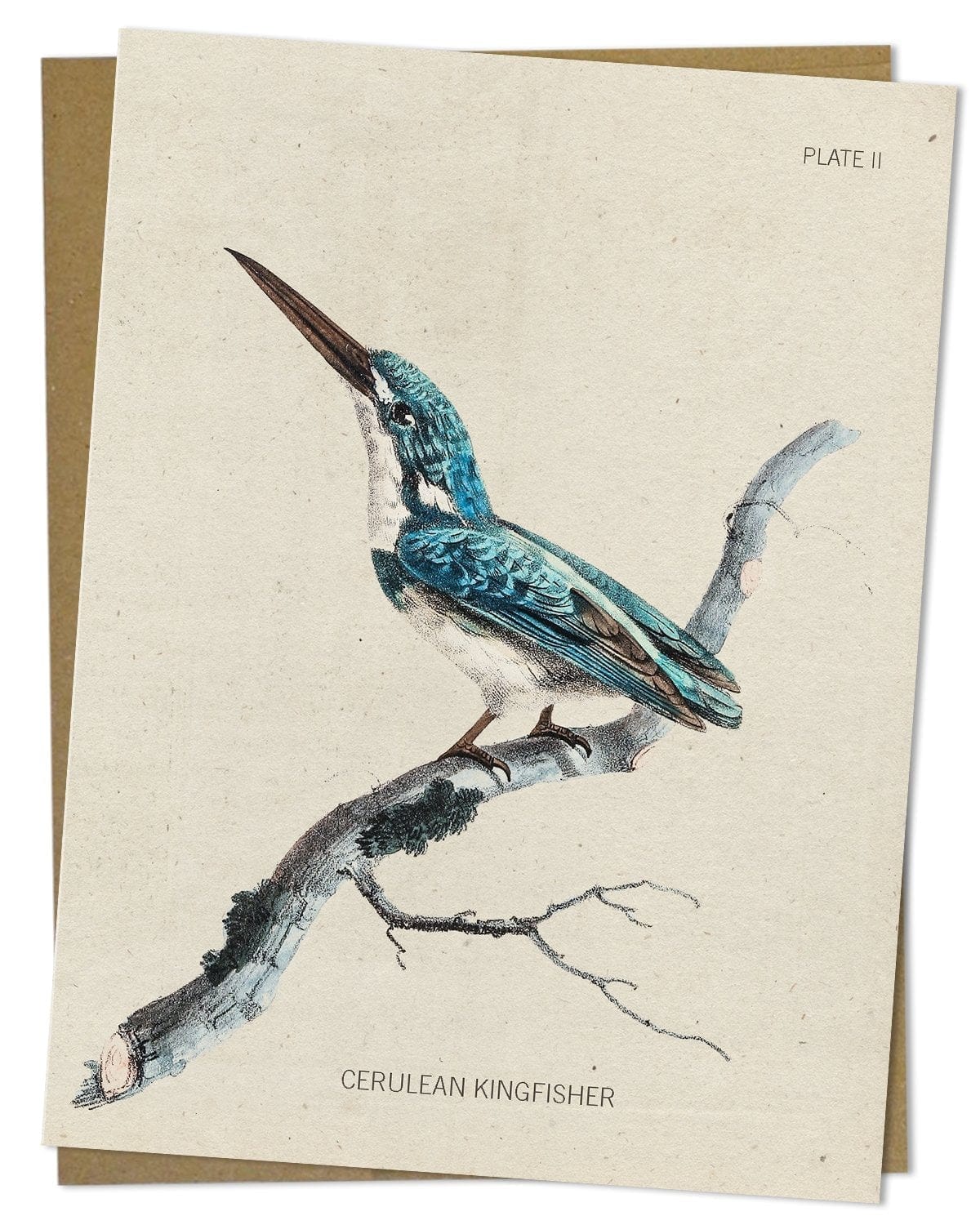 Kingfisher Bird Specimen Card Cognitive Surplus