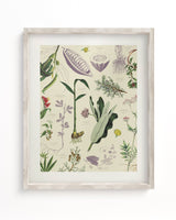 Medicinal Botany Scientific Illustration Museum Print
