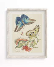 Metamorphosis in Blue by Maria Sibylla Merian Museum Print Cognitive Surplus