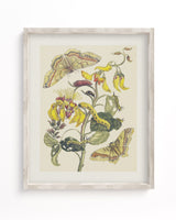 Metamorphosis in Gold by Maria Sibylla Merian Museum Print