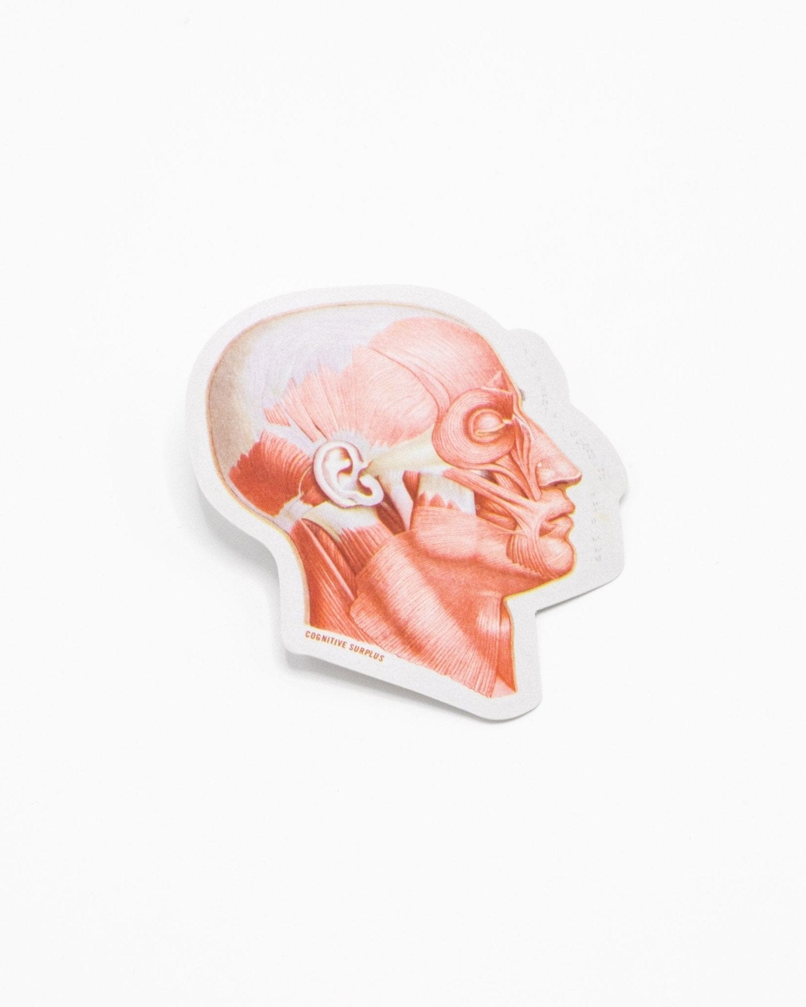 Muscles of the Face Sticker Cognitive Surplus