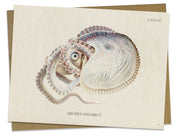 Octopus: Argonaut Specimen Greeting Card Cognitive Surplus