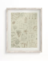 Pharmacy Scientific Illustration Museum Print