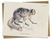 Saki Monkey Specimen Card Cognitive Surplus