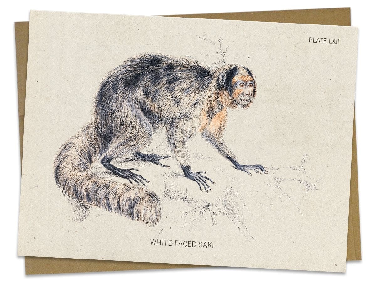 Saki Monkey Specimen Card Cognitive Surplus