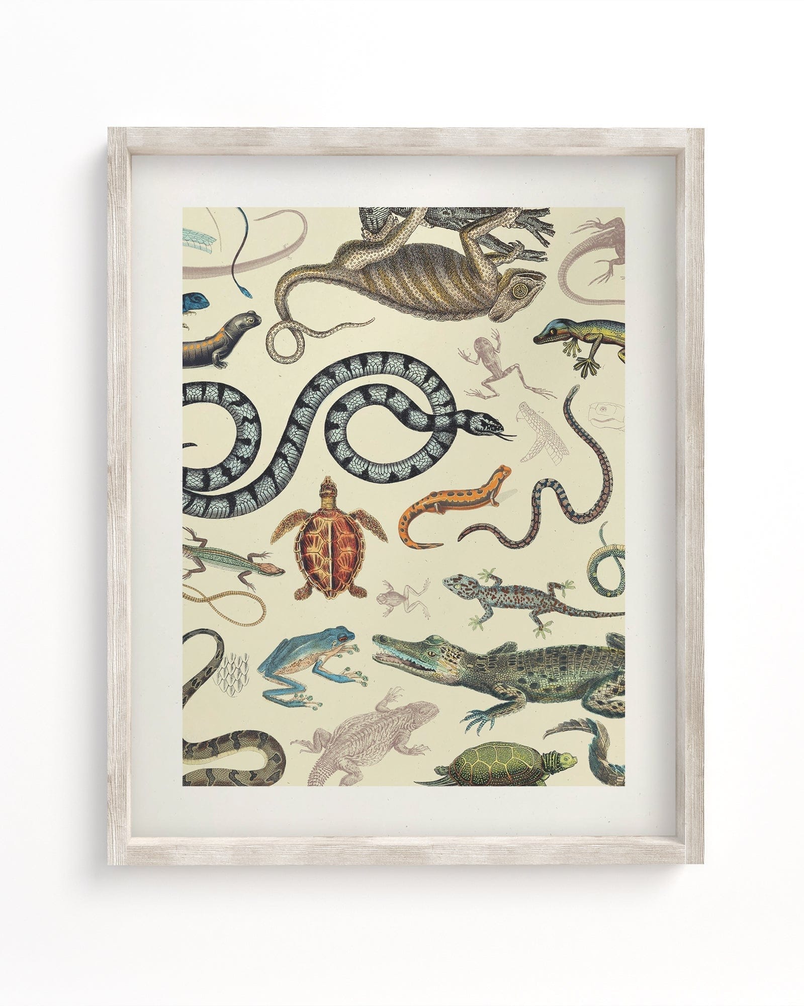 Serpents: Reptiles & Amphibians Museum Print Cognitive Surplus