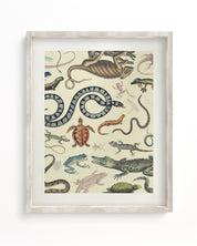 Serpents: Reptiles & Amphibians Museum Print Cognitive Surplus