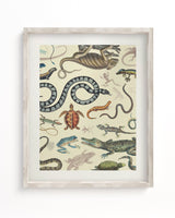 Serpents: Reptiles & Amphibians Scientific Illustration Museum Print