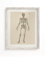 Skeleton Anatomy Scientific Illustration Museum Print