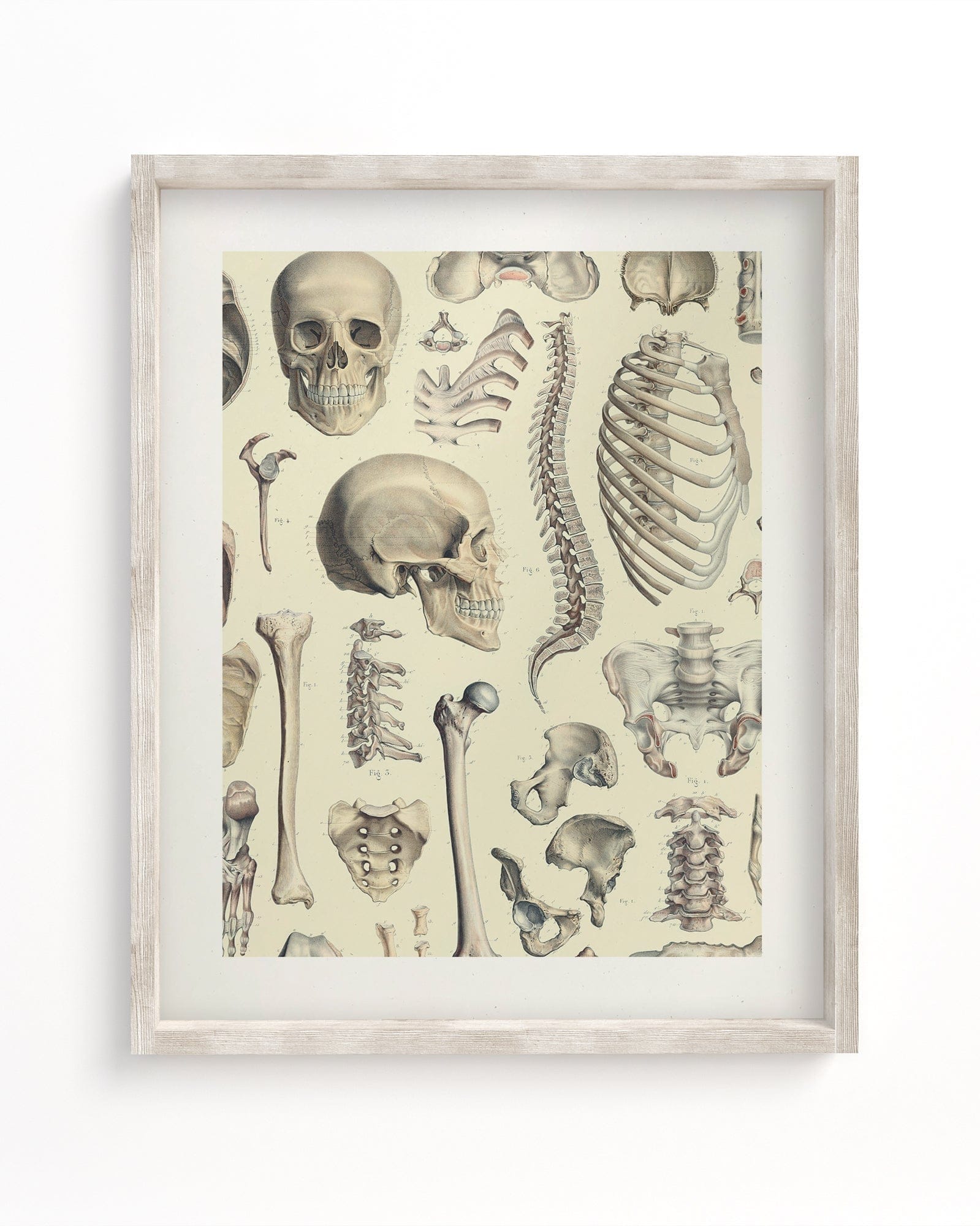 Skeleton Museum Print Cognitive Surplus