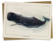 Sperm Whale Specimen Card Cognitive Surplus