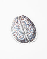 Brain Blood Flow Sticker