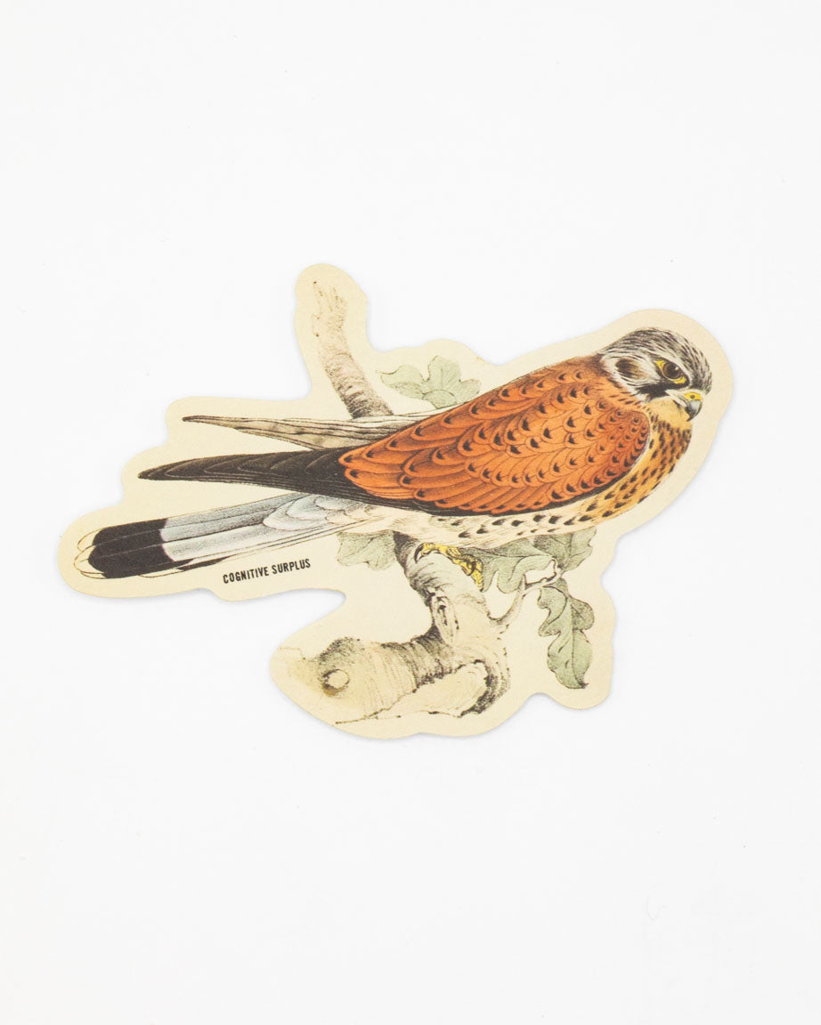 A Cognitive Surplus American Kestrel Sticker with an image of a kestrel perched on a branch.