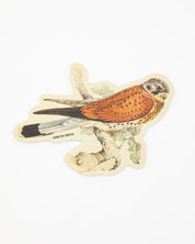 A Cognitive Surplus American Kestrel Sticker with an image of a kestrel perched on a branch.
