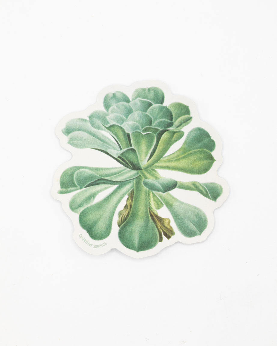 A Cognitive Surplus Sempervivum Canariense Succulent Sticker with a green succulent plant on it.