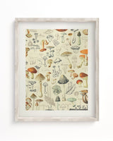 Woodland Mushrooms Scientific Illustration Museum Print